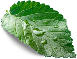 Green Leaf with Water drops isolated on white