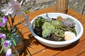 bowl of succulent plants outdoors  - 537923633