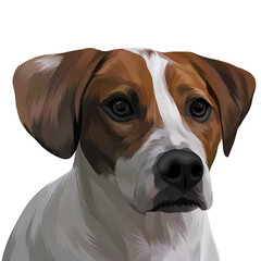 Cute dog photo with transparent background 