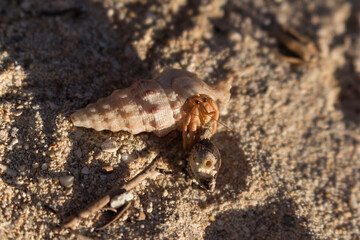 hermit crab on beach