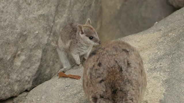 a joey and adult mareeba rock-wallaby at granite gorge near mareeba of qld, australia