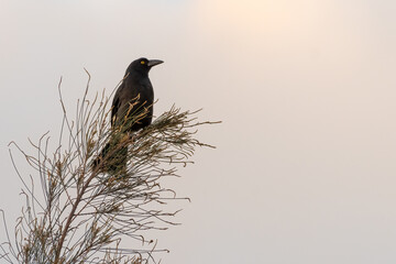 Pied currawong (Strepera graculina), Sydney, Australia