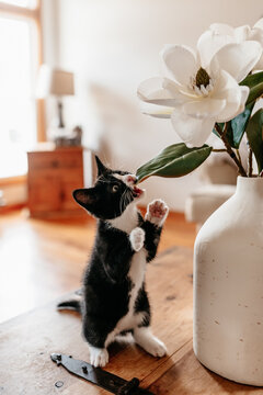 Playful kitten 