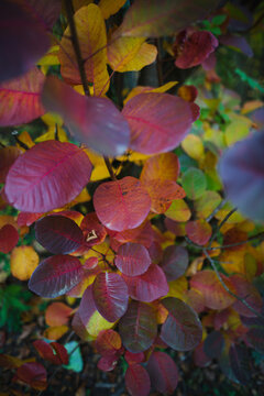 Fall leaves on a smoketree bush
