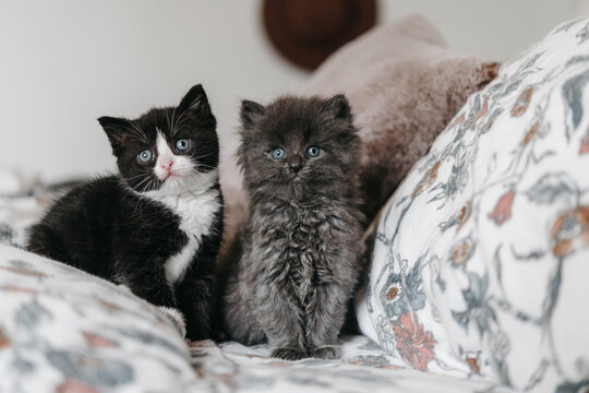 Cute Kittens Sitting On A Bed