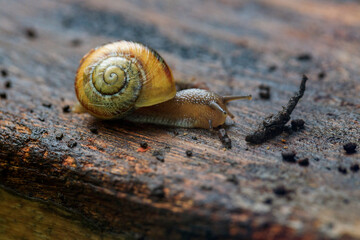 snail on a wood