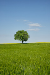 Fototapeta na wymiar Alone Tree
