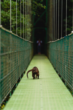 animal walking on a suspension bridge