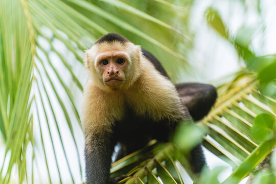 Image of a Cebus capucinus monkey looking at the camera