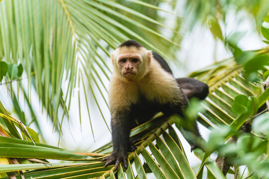 Image of a Cebus capucinus monkey looking at the camera