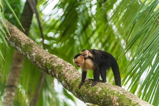 Cebus capucinus monkey with its young