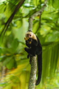 Cebus capucinus monkey feeding