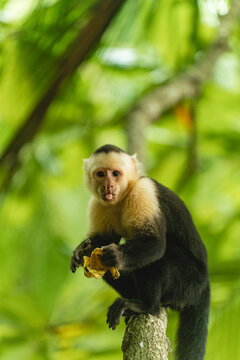 Monkey Cebus capucinus looking at the camera
