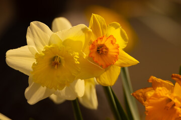 yellow daffodil flower