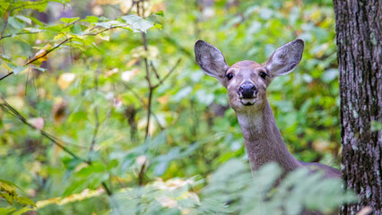 deer in the woods