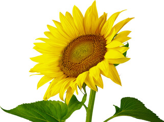 Beautiful Blooming Sunflower on blurred natural background