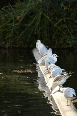 Seagulls in a row in the sun on a wooden pole at the Ko-Bogen in Dusseldorf, Germany