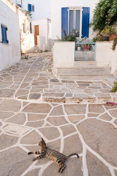 Cat Laying On The Street In Greece