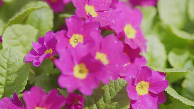 Purple primroses or Primula polyanthus in spring garden. Push clump of flowering pink juliana primrose in spring.