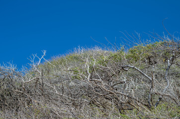 Silver Gray and Green Plants Under Blue Sky.