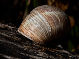 snail on a tree