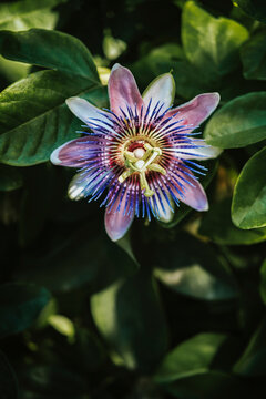Passiflora
