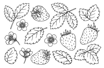 Strawberry line set. Black and white berries leaves flowers. Hand drawn strawberries for coloring book page, scrapbook stencil, foil diy card, nail stamp, laser engraving, badge pin, fruit tag label