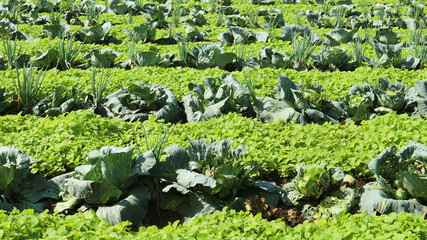 Cabbage, spinach and leek in the farm garden