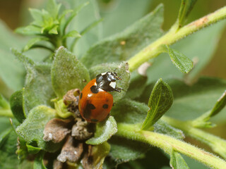 Fototapeta premium Close up of a lady bug sitting on buds of a plant