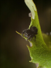 Close up of a black jumping spider peaks out over a leaf