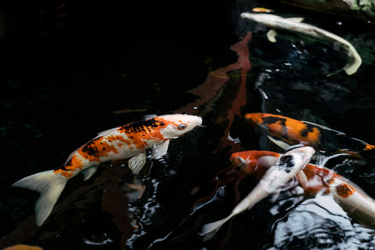 Koi Fish in Pond