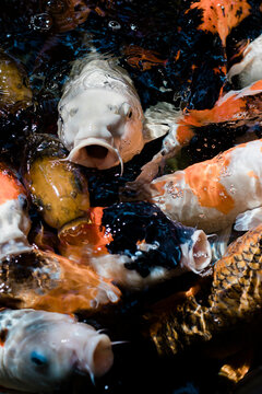 Koi Fish in Pond