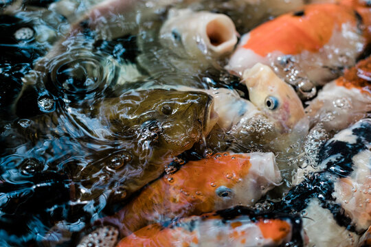 Koi Fish in Pond