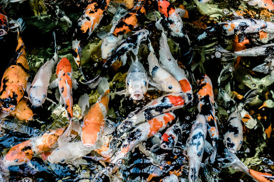 Koi Fish in Pond