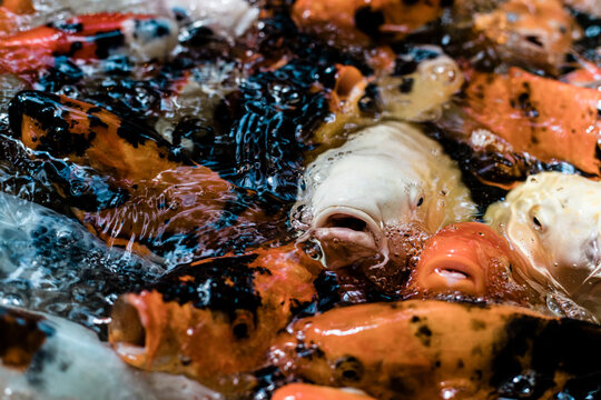 Koi Fish in Pond