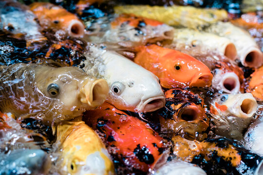 Koi Fish In Pond