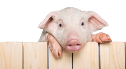 Pig Hanging from a Wooden Fence