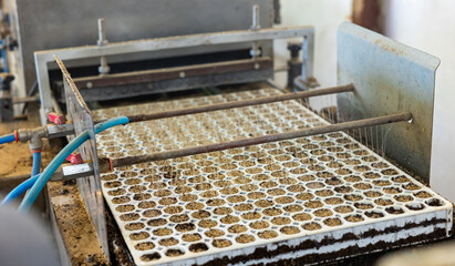 Process of planting seeds into cell trays and watering with conveyor machine in agricultural facility.