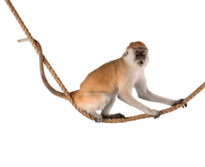 Rolgordijnen Cute Monkey animal isolated on white background © BillionPhotos.com