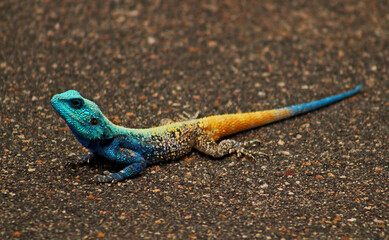 lizard on the rock
