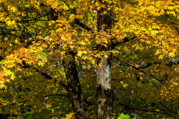 Autumn colors are on full display in Upstate NY this Fall.  October in NYS is a beautiful display of yellow, orange, red, gold, and green.  Tree in our front yard on Seward Rd.