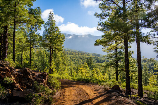 Pine Forest Landscape.