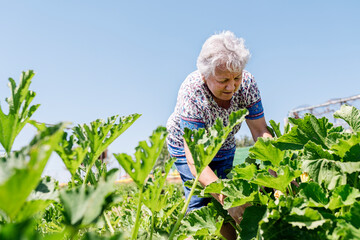 Senior woman collecting vegetables