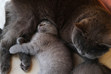Closeup kitten taking a lunch break, snuggling next to the big cat