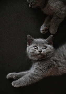 Close up cute blue cat little kitten cute gesture and expression

