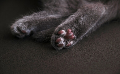 Closeup little paw of cute blue cat little kitten