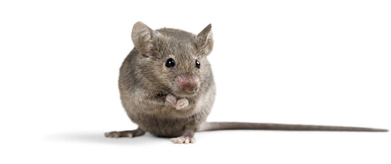 Gray mouse animal  on  background