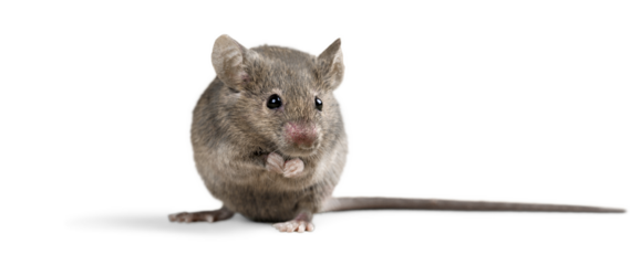 Gray mouse animal  on  background