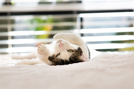 Cute Kitten Lying On Bed