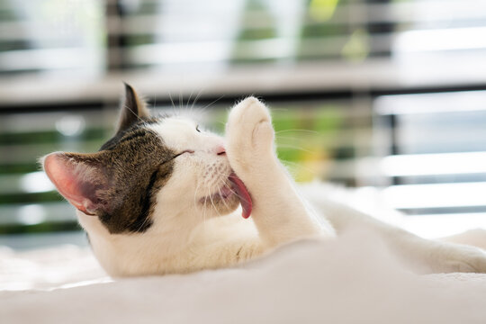 cat grooming